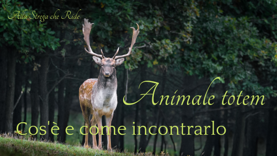Animale Totem, cos’è e come incontrarlo
